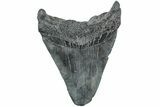 Bargain, Fossil Megalodon Tooth - South Carolina #234186-1